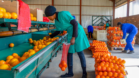 Sakpro - Fruit & Vegatable Bags